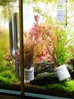      Rotala Rotundifolia  Pearl Weed   Ludwigia Repens     Live Aquarium Plants     