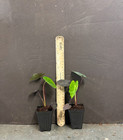 Black Lava - Colocasia Esculenta- Elephant Ear - Small Rooted Starter Plant