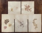Antique C  1900 Herbarium Seaweed Botanicalspecimen  Set Of Five 16 5  X 11 5 