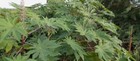 Dried Whole Castor Leaves Big Herbal Natural Organic Primium Quality Healthy 50g