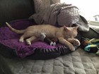 Buy A Cat Picture To Help Support Cats At Shelter In Ky  We Need Your Help