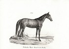 Horse Baladi Egyptian Horse  Very Rare Antique 1840s Fine Copper Engraving Print