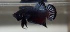 Betta Super Plakat Fighter  52      vip       3 