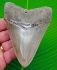 Megalodon Shark Tooth  4 60    Real Fossil - Super Serated -  Big Meg