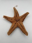 Vintage Large Real Dried Starfish Specimen - Ocean Sea Star - Beach Decor