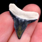 Green And Blue Rare Bv Bull Shark Tooth Fossil Sharks Teeth Megalodon Era Gem