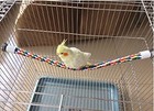 Bird Rope Perches parrot Toys 33 Inches Rope Bungee Bird Toy  33 Inches  1 Pack 