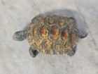 Antique Austrian Cold Painted Bronze Turtle Miniature Figure Bergman Style