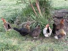 Claret American Game Fowl Eggs 