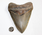 Megalodon Shark Tooth Fossil No Repair Natural 6 36  Huge Beautiful Tooth
