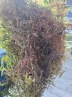 Live Sphagnum Moss Gallon Size Bag Fresh   Healthy