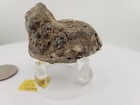 Prehistoric Complete Finch Bird Fossil W Prey In Mouth High Uv Reactive 