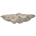House Parts Decorative Plate 22 5 w Coastal Irregular Large Clam Shell Gypsum