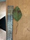 25 Vintage 1960s Embossed Copper Large Leaves On Wire  12   Flower Crafts