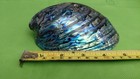Abalone Shell From New Zealand Known As Paua