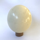 Blank Ostrich Egg Shell For Crafts  Decoration  Paintings 5 5  Tall