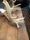  203 Inches Of Whitetail Deer Sheds With A Plastic Skull  Nice Set 