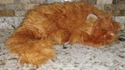 Vtg  1990 Avanti Applause Orange Ginger Tabby Cat Plush Realistic Stuffed Toy  e