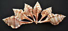6 Beautiful Unique Murex Haustellum Shells 2 5 -3 5  Real Sea Shells Beach Craft