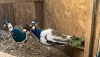 Pre-sale 5  Assorted Color Peacock Fertilized Eggs -ships In April