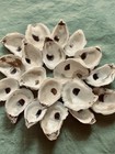 25 Small 2   -3    Oyster Shells  cleaned And Drilled  For Crafts And Decor