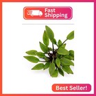 Foreground Potted Live Aquarium Plants   Freshwater Aquatic Plants For Aquariums