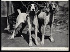 1930s Vintage German Shorthaired Pointer Print German Hunting Dog Gundog 6730j