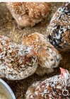 Dozen Mille Fleur Bantam Cochin Eggs 