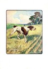 1906 Antique Pointer Dog Print Vernon Stokes Dog Art Hunting Dog Print 4116a