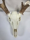 Buck Deer European Skull Mount 3d Print For Sheds Taxidermy Bone Color Hunting