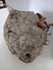Hq Huge  15  Bald Faced Hornet Paper Wasp Nest Real Taxidermy Crafts Educational
