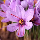 Crocus Saffron 20-60 Flower Bulbs - Fall Plant  Grow Saffron Spice Sativus