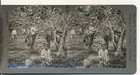 A Lemon Grove In Spain Keystone Stereoview C1920