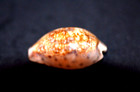  Specimen Cypraea Zonaria Zonaria - 33 6 Mm- Popenquine  Senegal 4-5 Meters Deep