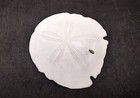 Arrowhead Sand Dollar Shell Extra Large Encope  1 Shell Approx  5  Inch 