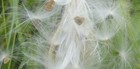 Fresh Milkweed Seeds  50  With Fluff  No Leaves  No Pods  Nongmo  No Herbicides