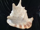 1970 8 1 2    L  X 6 1 4    W  7    1 2    T Beautiful Ocean Beach Queen Conch Seashell