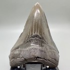 Great Colors Complete Serrated 4 97  Fossil Megalodon Shark Tooth - Usa