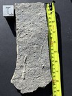 Ordovician Hash Plate- Snapshot In Time  Wilder  Kentucky- Kope Formation