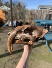 Life Size Saber Tooth Tiger Skull Hand Painted Replica - Smilodon Fossil 12   