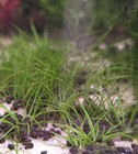   10 Dwarf Hairgrass Mini Live Aquatic Plants Buy 2 Get 1 Free