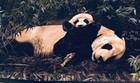 Baby s Nursery-- panda Mother s   Babies Border 5 Yards Long X 9  Tall