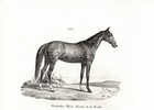 Horse Baladi Egyptian Horse  Very Rare Antique 1840s Fine Copper Engraving Print