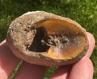 Nautiloid Rare Fossil Seashell Aturia North Florida Ammonite Concretion
