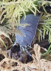1000ct Live Powder Blue Isopods Bulk - Wholesale - Pack - Combo