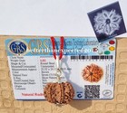 7 Mukhi Rudraksha   Seven Face Rudraksha Nepal Bead Size 25 52 Mm- Lab Certified