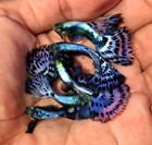 1 Pair   - Live Aquarium Guppy Fish High Quality -     Purple Mosaic
