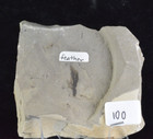 Feather Fossil  Green River Formation  Bonanza  Utah