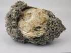 Ruck s Pit Calcite Clam Fossil - Mercenaria Permagna - Ft  Drum  Florida