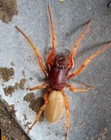 Ant Bamboo Test Tube Used For Pill Bug Hunter Queen Dysdera Crocata Spiderling